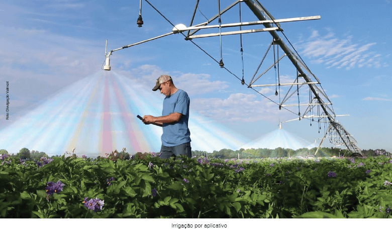 Produto fruto da irrigação, hoje gerenciada em tempo real, é mais valorizado  